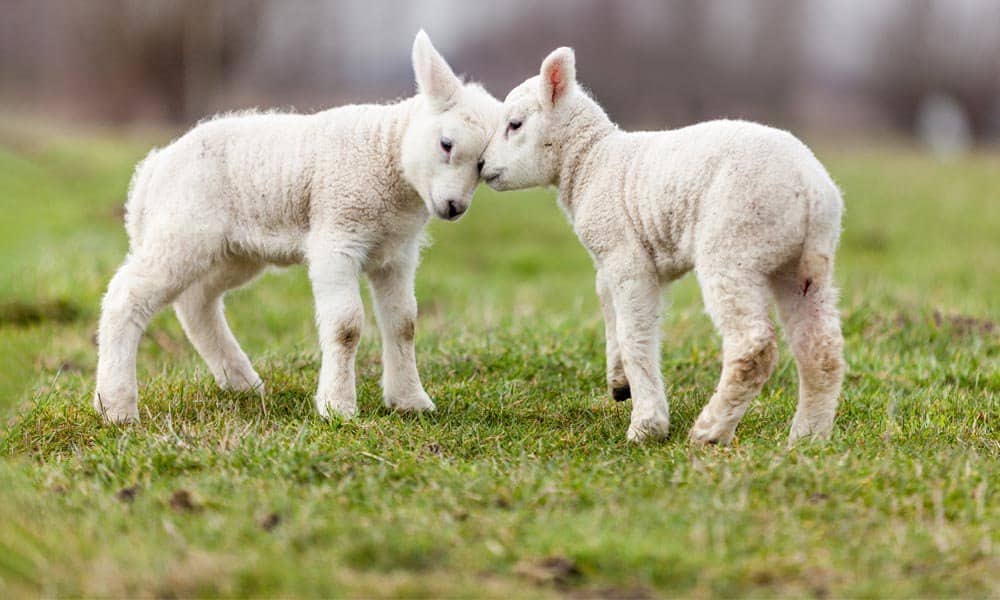 2 Skein Surprise Grab Bags - Fingering weight