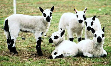 5 Skein Surprise Grab Bags - Fingering Weight